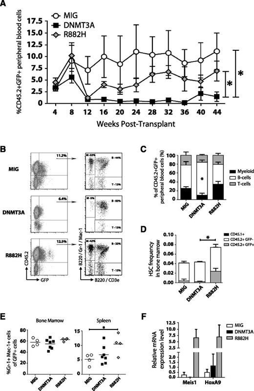 Figure 4. The DNMT3AR882H variant drives myeloproliferation. Transduction of Dnmt3a-HET bone marrow posttransplant with control vector (MIG, n = 4), WT DNMT3A (DNMT3A, n = 7), and DNMT3AR882H (R882H, n = 4) followed by bone marrow transplant. (A) Peripheral blood engraftment of transduced donor cells (CD45.2+ GFP+) sampled at monthly intervals posttransplant. (B) Representative flow cytometry plots of engraftment and lineage distribution of transduced donor cells in peripheral blood (B, B cells; M, myeloid; T, T cells). (C) Compiled lineage distribution of donor peripheral blood cells. (D) Frequency of phenotypically defined HSCs (Lineage− c-Kit+ Sca-1+ CD48− CD150+) in the bone marrow of recipient mice 1 year posttransplant, showing contribution of recipient-derived (CD45.1+), donor-derived untransduced (CD45.2+ GFP−), and donor-derived transduced cells (CD45.2+ GFP+). (E) Percentage of mature myeloid cells (Gr-1+ Mac-1+) in the bone marrow and spleen of recipient mice 1 year posttransplant. (F) Gene expression analysis of CD45.2+ GFP+ Mac-1+ bone marrow cells 1 year posttransplant confirmed upregulation of Meis1 and HoxA9 reported by overexpression of DNMT3AR882H in WT mouse bone marrow cells.