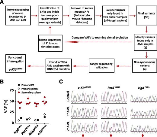 Figure 6. Exome sequencing identifies c-Kit mutation in leukemic transformation. (A) Schematic overview of workflow for exome sequencing. (B) Comparison of variant allele frequencies (VAFs) of four non-synonymous AML-specific variants in primary and secondary disease. The VAFs approximate 50% in secondary recipients, indicative of a clonal disease. (C) Independent Sanger sequencing validation of AML-specific mutations in primary and secondary disease. The mutations are identifiable (but not dominant) in the sequencing traces of the primary disease, whereas they are found in equal proportion to the WT allele in the secondary mice.