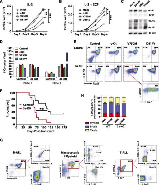 Figure 7. c-Kit mutations functionally cooperate with loss of Dnmt3a in vivo. (A) Growth rate of mouse 32D cells transduced with WT c-Kit, c-KitV750M, or c-KitD814V. Data represent mean ± SEM of 3 independent experiments. (B) Growth rate of mouse 32D cells transduced with WT c-Kit, c-KitV750M, or c-KitD814V in the presence of the c-Kit ligand SCF (10 ng/mL). Data represent mean ± SEM of 3 independent experiments. (C) Western blot to assess c-Kit signaling transducers Jnk1 and Jnk2 in 32D cells in the absence of IL-3 and SCF. Constitutive phosphorylation of Jnk1 and Jnk2 in c-KitV750M and c-KitD814V cells indicates ligand-independent signaling indicative of gain-of-function mutations. (D) Methocult serial replating of control and Dnmt3a-KO bone marrow progenitors transduced with c-Kit variants. In a Dnmt3a-KO background, c-KitD814V produced significantly more colonies in the second plate. Data represent mean ± SEM of 3 independent experiments. (E) Flow cytometry profiles of secondary Methocult colonies showing Gr-1− Mac-1− gated cells. c-KitD814V drives mast cell (Gr-1− Mac-1− c-Kit+ FcεR1+) proliferation, whereas c-KitV750M maintains an immature progenitor phenotype (Gr-1− Mac-1− c-Kit+ FcεR1− Sca-1+ CD150+) in a Dnmt3a-KO background. (F) Survival curve of mice transplanted with control or Dnmt3a-KO bone marrow progenitors transduced with c-KitD814V. (G) Bone marrow flow cytometry plots of mice transplanted with Dnmt3a-KO c-KitD814V reveal 3 distinct pathologies: B-ALL, T-ALL, and mastocytosis with myeloid blasts. (H) Peripheral blood lineage distribution of surviving mice (6 months posttransplant) transplanted with control or Dnmt3a-KO c-KitV750M showing expansion of B cells only in mice receiving Dnmt3a-KO c-KitV750M cells. Transplant data are compiled from 2 independent cohorts. * P < .05, ** P < .01, *** P < .001.