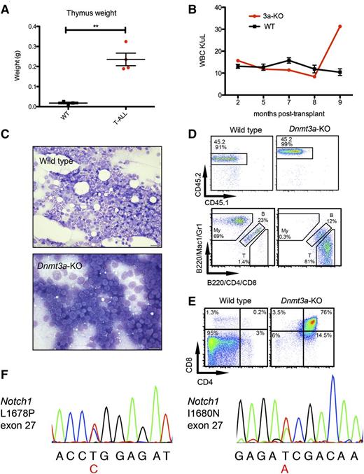 Figure 2. Development of T-ALL in mice transplanted with Dnmt3a-KO HSCs. (A) Thymus weights of mice transplanted with WT HSCs killed as age-matched controls while healthy, and 4 mice transplanted with Dnmt3a-KO HSCs that presented with enlarged thymuses on necropsy. Error bars represent mean ± SEM. (B) WBC count over time for 1 mouse receiving Dnmt3a-KO HSCs and 3 representative WT mice. Error bars represent mean ± SEM. (C) Bone marrow touch preps stained with Wright-Geimsa from a representative mouse transplanted with WT HSCs and from a mouse with T-ALL. Bars represent 20 μm. (D) Fluorescence-activated cell sorter analysis of the same Dnmt3a-KO recipient and a representative WT, showing (top row) that CD45.2 (donor) cells make up nearly all of the bone marrow cells, and (bottom row) myeloid (My), B cells (indicated with letter B), and T cells (T); parent gate is live cells. (E) Further immunophenotyping of these mice, bone marrow stained with CD4 and CD8; parent gate is live; CD45.2+. (F) Chromatogram traces showing Notch1 mutations identified in 2 T-ALL mice in exon 27. The variant base is listed below the sequence in red, and corresponding amino acid changes are indicated. **P < .001.