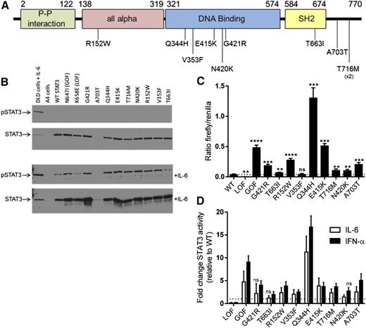 Figure 1. STAT3 mutations confer a GOF. (A) Schematic of human STAT3 protein showing the location of 9 different STAT3 missense mutations and the resulting amino acid changes. Mutations were located throughout the protein in the all alpha, DNA binding, SH2, and C-terminal (transactivation) protein domains. The numbers represent the amino acid location based on STAT3 transcript variant 1 (protein model based on the Pfam protein family database). The p.T716M variant was detected in 2 different families (patient 7 and family 2). (B) Western blot of STAT3 expression. WT, GOF, LOF, and the 9 different mutant STAT3 transcripts were expressed in the STAT3-deficient A4 cell line and expression of pSTAT3 and total STAT3 protein was determined using western blot without (top) and with (bottom) IL-6 (15 minutes, 10 ng/mL). IL-6–treated DLD cells (parental A4 line) are shown as a control. Expression of all mutants led to the detection of STAT3 protein, with the exception of p.A703T, a mutation near the binding site of the antibody used here (clone 79D7). This variant was detectable after IL-6 activation and with a different antibody clone (supplemental Figure 2). Mutant STAT3 proteins were not phosphorylated at baseline, but were phosphorylated after stimulation with IL-6. (C-D) STAT3 binding activity as measured by luciferase assay. A4 cells were transfected with WT or the indicated STAT3 mutants and STAT3-driven firefly luciferase and control renilla reporters. (C) Luciferase was assayed at 48 hours and STAT3 activity is shown as a ratio of firefly/control for each construct. All constructs with the exception of V353F had significantly increased activity at baseline compared with WT. Results represent the mean ± SEM of 5 to 10 independent experiments; the dotted line represents WT (**P < .01, ***P < .001, ****P < .0001). (D) STAT3 activity following 12-hour activation with IL-6 (10 ng/mL, white) or IFN-α (50 ng/mL, black). All mutations demonstrated significantly increased STAT3 activity after at least 1 of the cytokine stimulations (P < .05), typically after both unless indicated. Results shown represent fold-change vs WT for each cytokine stimulus; the dotted line represents a fold-change of 1 (no change from WT). Results represent the mean ± SEM of 5 independent experiments. ns, not significant; pSTAT3, phosphorylated STAT3.