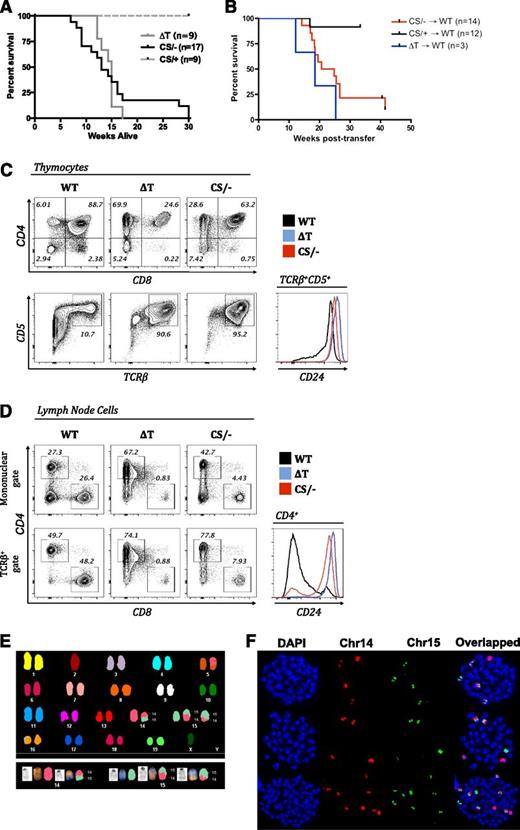 Figure 2. Comparison of survival and characterization of lymphoma in T-cell–specific PTEN-null and PTEN–phosphatase-dead mice. (A) Survival of PTEN-ΔT (ΔT) and PTENC124S/ΔT (CS/−) mice. (B) Bone marrow chimeras were prepared by transplanting bone marrow from PTEN-ΔT, PTENC124S/ΔT, or PTENC124S/+ (CS/+) mice into lethally irradiated WT congenic recipients. Survival of chimeric mice is measured in weeks after reconstitution. (C) Immunophenotyping of lymphoma cells from thymi of 10- to 16-week-old WT, PTEN-ΔT (ΔT), and PTENC124S/ΔT (CS/−) mice, representative of >10 mice. Cells were stained with antibodies to CD4, CD8, CD5, CD24, and TCRβ and were analyzed by flow cytometry. (D) Immunophenotyping of lymphoma cells from lymph nodes of 10- to 16-week-old WT, PTEN-ΔT, and PTENC124S/ΔT mice, representative of >10 mice. Cells were stained with antibodies to CD4, CD8, CD24, and TCRβ and were analyzed by flow cytometry. The bottom panel is gated on TCRβ+ cells. (E) Detection of t(14;15) by SKY analysis in metaphases from lymph nodes in PTENC124S/ΔT mice with lymphoma (>10-weeks-old). Note that distinct colors within a chromosome are indicative of a translocation. (F) Representative single chromosome painting specific for mouse chr14 (red) and chr15 (green) of lymphomas from PTENC124S/ΔT mice. Quantitation of chromosome painting is shown in supplemental Table 1 (see supplemental Data available on the Blood Web site).