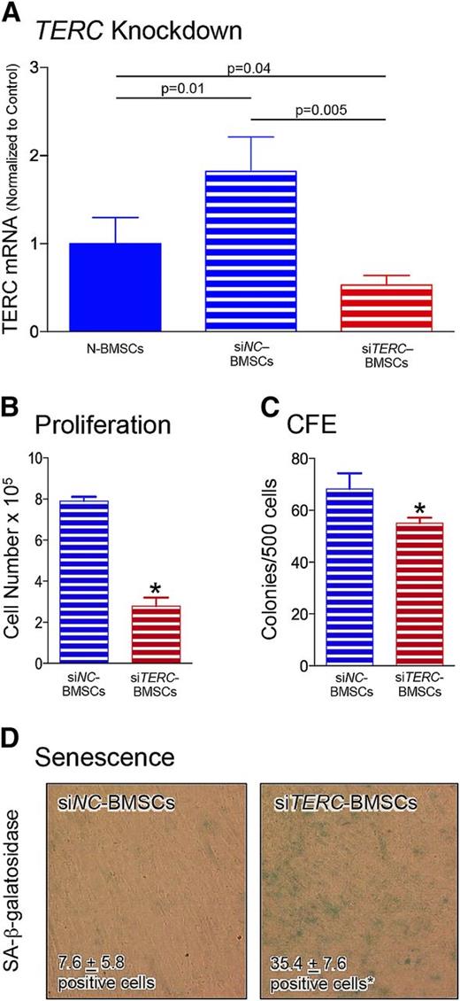 Figure 4. Reduction of TERC by siRNA. (A) To determine whether reduction in TERC could mimic the characteristics observed in TBD-BMSCs, transient reduction of TERC utilizing siRNA was used using a commercially available negative control (siNC-RNA) and siTERC-RNA (siTERC) constructs. Although there was a significant increase in TERC mRNA levels in transfection control (siNC-treated) BMSCs compared with N-BMSCs, TERC was significantly reduced by siTERC-RNA compared with both N-BMSCs and siNC-BMSCs after 72 hrs (n = 6 different N-BMSC cultures, and n = 3 different cultures each for siNC and siTERT treatment). (B) Seventy-two hours after transfection, the cells were trypsinized and plated at 50 000 cells/well of a 6-well plate (nonclonal density), allowed to grow for 7 days, and the number of cells was counted. TERC reduction substantially lowered the proliferation of siTERC-BMSCs compared with siNC-BMSCs (n = 3 different siNC-BMSC and siTERC-BMSC cultures). (C) Likewise, when transfected cells were trypsinized and plated at 500 cells/100 cm2 dish (clonal density), the secondary CFE determined after 14 days was also reduced in the siTERC-BMSCs compared with siNC-BMSCs, in spite of the transient nature of the TERC reduction. (D) Seventy-two hours after transfection, siTERC-BMSCs also displayed significantly more SA-β-galactosidase compared with siNC-BMSCs (n = 2 experiments performed in triplicate from 2 different siNC-BMSC and siTERC-BMSC cultures). A representative experiment is shown. The senescent cells, with blue-green staining, were counted (1 field/chamber, 3-4 chambers/group) and the average cell number of positive cells is indicated (*P ≤ .05).