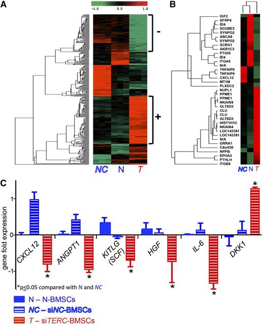 Figure 5. Microarray analysis of BMSCs with reduced TERC expression. (A) Global gene expression patterns exhibited by negative control siNC-BMSCs (NC), untreated N-BMSCs (N), and siTERC-BMSCs (T). In unsupervised hierarchical clustering, NC and N cluster together. Although there are differences between the NC and N patterns, there are clearly genes that are underrepresented (−) and overrepresented (+) in the T pattern compared with NC and N (n = 3 different N, NC and T cultures). (B) Comparison of the top under- and overrepresented genes with greater than a fourfold difference in siTERC-BMSCs reveals that CXCL12 (SDF-1) is reduced in these cells compared with siNC-BMSCs and N-BMSCs cells. (C) Further analysis of the genes showing a twofold change in siTERC-BMSCs (see supplemental Table 1), indicates a reduction in genes associated with hematopoiesis (again, CXCL12, and also Angiopoietin 1, Hepatocyte Growth Factor, and IL6. KITL (SCF) was also statistically lower in T cells than N and NC cells, although there was less than a twofold difference. The negative regulator of the Wnt, DKK1, was statistically higher in T cells than in N and NC cells (*P ≤ .05).