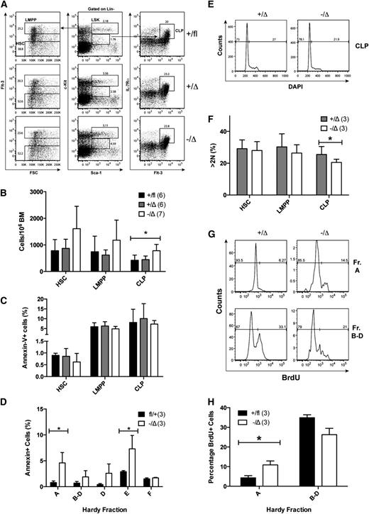 Figure 5. Altered cycling and apoptosis of lymphoid precursors after Hhex deletion. (A) Flow cytometric analysis showing proportions of HSC, LMPP, and CLP populations in lineage-depleted BM of the indicated Hhex genotypes. (B) Combined data showing numbers of HSCs, LMPPs, and CLPs per million BM cells, analyzed, as in (A). *P < .05 by Student t test. (C-D) The percentage of annexin-V+ apoptotic cells in hematopoietic progenitors (C) and developing B-cells (D) in the BM, assessed by flow cytometric analysis. Hardy B-cell fractions were gated as in (supplemental Figure 2A). (E) Representative histograms showing DNA content of CLPs of the indicated Hhex genotypes, as measured by DAPI staining. (F) Percentages of cycling (>2N) cells in hematopoietic progenitors in the BM, measured by 4,6 diamidino-2-phenylindole staining and flow cytometry, as in (E). (G) Representative histograms showing 5-bromo-2′-deoxyuridine incorporation in the indicated B-cell populations 20 hours postinjection, gated, as in (supplemental Figure 2B). (H) Percentages of 5-bromo-2′-deoxyuridine–positive cells in the indicated B-cell populations, measured by flow cytometry as in (G). *P < .05, Student t test.
