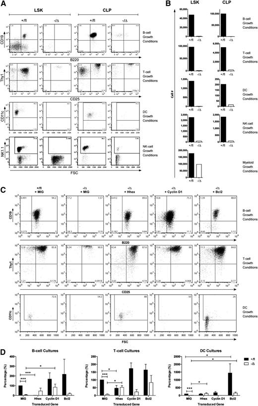 Figure 7. Hhex−/Δ progenitors show defective lymphoid development in vitro, which can be rescued by overexpression of Ccnd1 or Bcl2. (A) LSK and CLP cells of the indicated Hhex genotypes were cultured in a variety of in vitro culture conditions to stimulate the development of B cells, T cells, DCs, and NK cells. Then, 12 days later, development of B cells (B220+CD19+) (top), T-cells (Thy1.2+CD25+) (second from top), DCs (CD11c+) (third from top), and NK cells (NK1.1+) (bottom) were assessed by flow cytometry. Data are representative of 3 experiments for CLP and 6 experiments for LSK. (B) Graphs showing enumeration of B cells, T cells, DCs, and NK cells obtained from in vitro cultures of progenitors cultured, as in (A), as well as myeloid cells from cells cultured in IL-3 and IL-6 plus stem cell factor. (C) Hex+/fl and Hhex−/Δ LSK cells were transduced with the indicated retroviruses and cultured in conditions to support development of B cells (top), T cells (middle), or DCs (bottom). Then, 12 days later, the number of each population was determined. (D) Graphs showing enumeration of B cells (left), T cells (center), and DCs (right) from cultures as in (C). Data are mean ± standard error of the mean of 6 experiments, expressed as a percentage of the MSCV-IRES-GFP (MIG) transduced Hhex+/fl LSK cultures. FSC, forward scatter. *P < .05; ***P < .001 by Student t test.