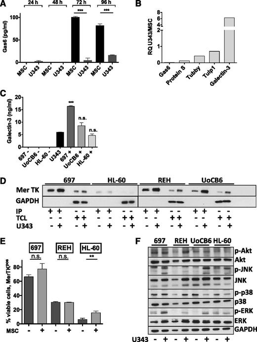 Figure 3. U343 cocultures induce Mer expression, Galectin-3 secretion, and survival signaling. (A) MSCs and U343 cells were cultured for the indicated time points in full serum conditions, and Gas6 was measured in culture supernatants by ELISA. (B) Mer ligand mRNA as indicated was measured in U343 as compared with MSC cells by qRT-PCR. (C) Galectin-3 protein levels were measured in cell culture supernatants of the indicated monocultures and cocultures after 72 hours. (D) Leukemic cell lines were cultured alone (−) or with U343 for 48 hours (+), then MACS sorted, and Mer expression was measured by western blotting in TCLs and IPs enriched for Mer. GAPDH was used as a loading control. (E) Leukemic cell lines were cultured alone (−) or with MSCs (+) for 48 hours. Surface staining of Mer was performed and measured via FACS (gated on leukemic cells). (F) Leukemic cell lines were cultured alone (−) or with U343 for 48 hours (+), then MACS sorted by positive selection for CD19 or CD45 and lysed. The indicated (phosphorylated) proteins were measured by western blotting. GAPDH was used as a loading control. *P < .05; **P < .01; ***P < .001. IP, immunoprecipitate; qRT-PCR, quantitative reverse transcription PCR; TCL, total cell lysate.