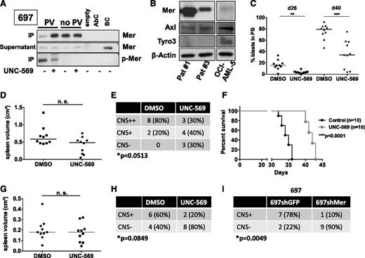 Figure 5. Targeting Mer in vivo delays leukemia onset and decreases CNS infiltration. (A) 697 cells were subjected to treatment with 800 nM UNC-569 for 48 hours. Cells were then treated with 70 µM pervanadate for 3 minutes to stabilize the phosphorylated Mer (PV) or left untreated (no PV) and then lysed. IPs and supernatants were analyzed for p-Mer and total Mer expression by western blotting as indicated. Control lanes: empty (lysis buffer only), AbC (antibody control: buffer, antibody for IP, contains no beads and lysate), BC (bead control: contains lysate, beads, contains no IP antibody). (B) Primary xenograft cells from 2 t(1;19) Merhigh patients (#1 and 3 in Table 1) used for secondary xenograft transplantation were analyzed for Mer, Axl, and Tyro3 expression by western blotting. The OCI-AML-5 cell line was used as a control for detection of positive bands. β-Actin was used as a loading control. (C-E) Patient Merhigh #3. (C) Twenty NSG mice were xenografted with primary cells of patient #3 (secondary transplantation of primary xenograft spleen cells). Mice were treated with DMSO or 10 mg/kg UNC-569 intraperitoneally once per day starting on the day of transplantation until day 42. The percentage of blasts in the peripheral blood was determined by FACS analysis at the indicated time points (Mann-Whitney U test). (D) Splenic volume in patient #3 mice as approximated by the formula longest length × highest height × broadest width in cm3 (Mann-Whitney U test). (E) Semiquantitative scoring of CNS status upon sacrification of the patient #3 mice (χ2 test). (F-H) Patient Merhigh #1. (F) Twenty NSG mice were xenografted with primary cells of patient #1 (secondary transplantation of primary xenograft spleen cells). Mice were treated with DMSO or 10 mg/kg UNC-569 intraperitoneally once per day starting on the day of transplantation until they showed leukemic symptoms. The graph shows survival curves (Kaplan-Meier log-rank test). (G) Approximated splenic volume in patient #1 mice (Mann-Whitney U test). (H) Semiquantitative scoring of CNS status upon sacrification of the patient #1 mice (1-sided Fisher exact test). (I) Twenty mice were xenografted with 697shGFP and 697shMer cells. One mouse in the 697shGFP group died due to procedural complications. Mice were sacrificed on day 20. The table shows the semiquantitative scoring of CNS status upon sacrification of the mice (1-sided Fisher exact test). PV, pervanadate.