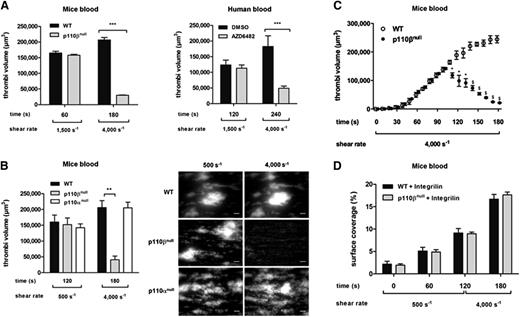 Figure 1. PI3Kβ, and not PI3Kα, is required for mouse and human thrombus stability ex vivo under high shear rate. (A) DIOC6-labeled platelets in whole blood from p110βflox/flox control (WT), PF4-Cre/p110βflox/flox (p110βnull) mice (left) or human preincubated with the PI3Kβ inhibitor (AZD6482) (right) were perfused through a collagen-coated microcapillary at a physiological arterial shear rate of 1500 seconds−1, followed by a high shear rate of 4000 seconds−1. Thrombi volumes (µm3) were analyzed using ImageJ software. Graphs represent the averages of 6 independent experiments and are mean ± SEM; Student t test ***P < .001. (B) Whole blood from p110βflox/flox control (WT), PF4-Cre/p110βflox/flox (p110βnull), or PF4-Cre/p110αflox/flox (p110αnull) mice were perfused through a collagen-coated microcapillary at a physiological shear rate of 500 seconds−1 and then at a high shear rate of 4000 seconds−1. Thrombi volumes (µm3) were analyzed using ImageJ software. Results shown are mean ± SEM of 4 to 5 independent experiments. Student t test, ***P < .001. Representative images of mouse thrombi formed after physiologic shear rate (500 seconds−1) (left) followed by high shear (4000 seconds−1) (right) are shown. Scale bar, 20 µm. (C) DIOC6-labeled platelets in whole blood from p110βflox/flox control (WT) or PF4-Cre/p110βflox/flox (p110βnull) mice were perfused through a collagen-coated microcapillary directly at a high shear rate of 4000 seconds−1 during 3 minutes. Fast Z stack recording was performed every 10 seconds and thrombi volumes (µm3) were analyzed for each time point using ImageJ software. Results shown are mean ± SEM of 4 independent experiments; Student t test *P < .05; $P < .001. (D) DIOC6-labeled whole blood from p110βflox/flox control (WT) or PF4-Cre/p110βflox/flox (p110βnull) mice were treated with the αIIbβ3 antagonist integrilin and were perfused through a collagen-coated microcapillary at a physiological shear rate of 500 seconds−1 and then at a high shear rate of 4000 seconds−1. Surface covered (%) was analyzed in both conditions. Results shown are mean ± SEM of 3 separate experiments.
