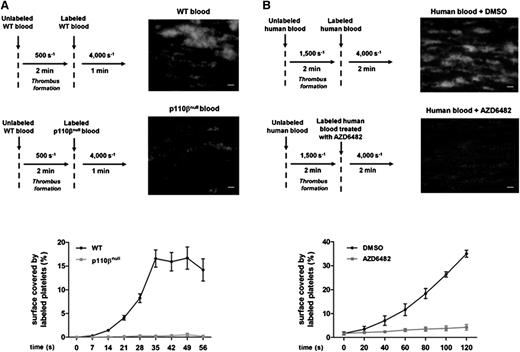 Figure 2. PI3Kβ is required for incorporation of new platelets into an existing thrombus under high shear rate in mice and humans. (A) Unlabeled whole blood from p110βflox/flox control (WT) mice were perfused through a collagen-coated microcapillary at 500 seconds−1. Control blood was then replaced by DIOC6-labeled platelets in whole blood from p110βflox/flox control (WT) or PF4-Cre/p110βflox/flox (p110βnull) mice and was perfused at a high shear rate (4000 seconds−1). Surface covered (%) by fluorescent platelets (1 minute, 4000 seconds−1) was then analyzed using ImageJ software. Results shown are mean ± SEM of 5 experiments. Student t test, ***P < .001. Representative images at the end of the high shear rate are shown for both genotypes. Scale bar, 20 µm. (B) Unlabeled human platelets in whole blood were perfused through a collagen-coated microcapillary at 1500 seconds−1. Control blood was then replaced by DIOC6-labeled human whole blood treated or not with the PI3Kβ inhibitor AZD6482 and perfused at a high shear rate (4000 seconds−1). Surface covered (%) by fluorescent platelets (2 minutes, 4000 seconds−1) was then analyzed using ImageJ software. Results shown are mean ± SEM of 5 experiments. Student t test, ***P < .001. Representative images at the end of the high shear rate are shown for both conditions. Scale bar, 20 µm.