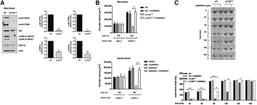 Figure 3. Role of PI3Kβ and GSK3 in thrombus stability at a high shear rate. (A) p110βflox/flox control (WT) or PF4-Cre/p110βflox/flox (p110βnull) thrombi formed at a physiologic shear rate of 500 seconds−1 during 2 minutes were lysed, and phosphorylation of Akt (Ser473 and Thr308) and GSK3α and β were analyzed by western blot with indicated antibodies. Actin represents the control loading. Results shown are mean ± SEM of 7 independent experiments. Student t test ***P < .001. (B) Whole blood from p110βflox/flox control (WT) or PF4-Cre/p110βflox/flox (p110βnull) mice was preincubated with the GSK3 inhibitor (CHIR99021, 1 µM) and was perfused through a collagen-coated microcapillary at a physiological shear rate of 500 seconds−1 and then at a high shear of 4000 seconds−1 (top). Whole blood from humans was preincubated with the PI3Kβ inhibitor (AZD6482, 5 µM) and/or the GSK3 inhibitor (CHIR99021, 1 µM) as indicated and was perfused through a collagen-coated microcapillary at a physiological shear rate of 1500 seconds−1 and then at a high shear rate of 4000 seconds−1 (bottom). Thrombi volumes (µm3) were analyzed in both conditions using ImageJ software. Results shown are mean ± SEM of 3 to 5 experiments. Statistical analysis is 2-way ANOVA, **P < .01, ***P < .001. (C) PRP from p110βflox/flox control (WT) or PF4-Cre/p110βflox/flox (p110βnull) mice was preincubated or not with the GSK3 inhibitor (CHIR99021, 1 µM) as indicated and treated with thrombin. Representative time course of fibrin clot contraction (top) and average of the weight of serum extruded (mg) at each time point (bottom) are shown. Graphs represent the averages of 4 independent experiments and are mean ± SEM; 2-way ANOVA. *P < .05; **P < .01; ***P < .001.
