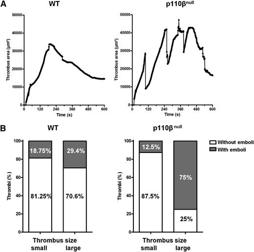 Figure 4. PI3Kβ is required to prevent high shear-dependent emboli shedding in vivo. Deep laser injuries of mesenteric arterioles were performed in p110βflox/flox control (WT) (n = 28) or PF4-Cre/p110βflox/flox (p110βnull) (n = 17) mice. (A) Thrombus formation was monitored through time by fluorescence microscopy (supplemental Videos 3 and 4). Typical profiles are shown to illustrate the stability (WT) or instability (p110βnull) of the thrombus formed. (B) The thrombus surfaces (µm2) were analyzed and were represented as 2 groups: thrombus size <28 000 µm2 (small) or >28 000 µm2 (large). A histogram represents the percentage (%) of thrombus formed with (dark) or without (white) emboli shedding. Thrombus instability (emboli shedding) is defined as a decrease of the thrombus surface area ≥5000 µm2.