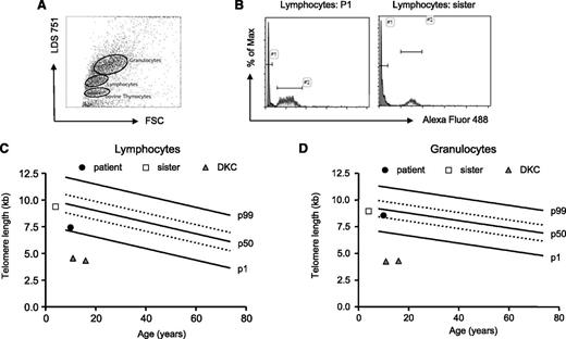 Figure 6. Telomere lengths of TPP2-deficient lymphocytes and granuloyctes. (A) Exemplary fluorescence-activated cell sorter plot of the flow- fluorescence in situ hybridization analysis: human lymphocytes, granulocytes, and cow thymocytes were discriminated by forward scatter (FSC) and LDS 751 staining. (B) Telomere lengths were determined by subtracting telomere-Alexa-Fluor 488 intensity of stained from the unstained lymphocytes of the patient (P1) or the healthy carrier sister. Cow thymocytes with known telomere length were used as an internal control and to calculate telomere lengths in kilobases. Absolute telomere lengths of lymphocytes (C) and granulocytes (D) of the patient, his sister, and 2 patients with DKC are shown in the context of age-dependent percentiles (black lines: 99th, 50th, and 1st percentile, dotted lines: 75th and 25th percentile).