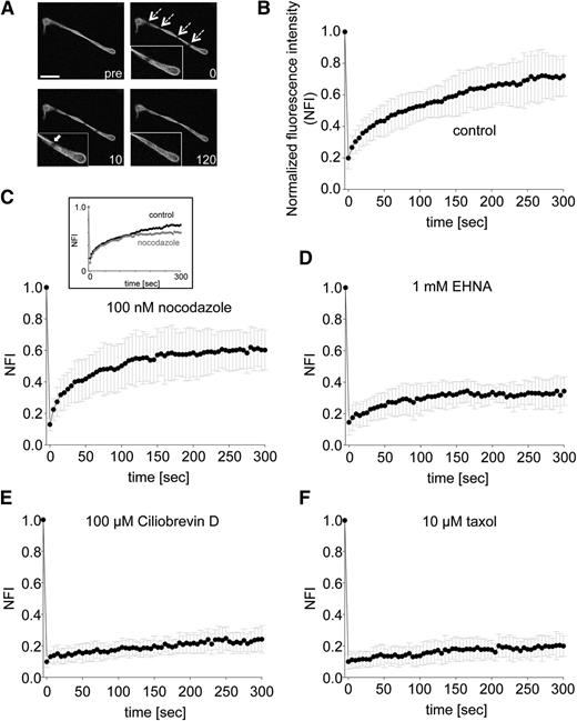 Figure 4. Strongly decreased FRAP in proplatelets treated with cytoplasmic dynein inhibitors. (A) Representative images of time-lapse microscopy after photobleaching of ROIs (dashed arrows). White arrow in zoomed area indicates microtubule entering photobleached ROI. Indicated numbers represent seconds. pre, before photobleaching. Scale bar is 10 µm. (B-F) Cells were preincubated with indicated agonists, and fluorescence intensity in photobleached ROI was measured. n = at least 10 per condition. P values after photobleaching: nocodazole treatment to control: before t = 255 seconds (not significant), and after t = 255 seconds (not significant, **P < .01, *P < .05); EHNA treatment to control (***P < .001, **P < .05), and Ciliobrevin D and taxol treatment to control (***P < .001 for all time points).