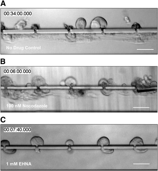 Figure 5. Proplatelet elongation is caused by cytoplasmic dynein-dependent microtubule sliding, and not tubulin polymerization. Primary mouse MKs were (A) untreated, incubated with (B) 100 nM nocodazole (microtubule polymerization inhibitor), or (C) 1 mM EHNA (cytoplasmic dynein inhibitor) before infusion into the microfluidic bioreactor. Whereas nocodazole treatment had no visible effect on shear-induced proplatelet production and proplatelet elongation compared with no-drug controls (Thon et al12), inhibition of cytoplasmic dynein visibly reduced both. Scale bars are 50 µm.