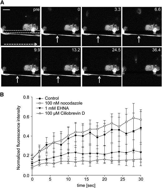 Figure 6. Strongly decreased FRAP in proplatelets treated with cytoplasmic dynein inhibitors in platelet bioreactor. (A) Representative images of time-lapse microscopy of control MKs expressing β1-tubulin Dendra2 that were infused into the platelet bioreactor. FRAP was performed on formed proplatelets. White dashed arrow indicates flow direction. Dashed area indicates packs. Gap width is 1 to 2 μm. White arrows indicate photobleached ROI. Indicated numbers represent seconds. pre, before photobleaching. Scale bar is 20 µm. (B) Cells were preincubated with indicated agonists, and fluorescence intensity in photobleached ROI was measured. n = at least 5 per condition. P values after photobleaching: nocodazole treatment to control, not significant; EHNA treatment to control (**P < .01, *P < .05), except t = 8, 26, and 28 seconds; and Ciliobrevin D treatment to control (**P < .01, *P < .05 for all points).
