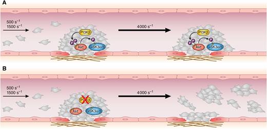 Inside a growing thrombus (A), platelet PI3Kβ promotes Akt activation and the subsequent phosphorylation and inhibition of GSK3α/β. These reactions stabilize and consolidate the thrombus, which becomes resistant even to a sudden elevation of the shear rate. (B) In the absence of platelet PI3Kβ, or upon inhibition of PI3Kβ activity, the thrombus grows normally at physiological shear rates, but Akt and GSK3α/β are not phosphorylated. This prevents thrombus stabilization, and the increase of the shear rate causes the detachment of platelet emboli, leaving a layer of collagen-adherent cells. Professional illustration by Patrick Lane, ScEYEnce Studios.
