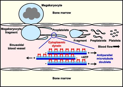 Cytoplasmic dynein drives microtubule sliding and proplatelet elongation. Dynein-mediated sliding of antiparallel microtubule doublets within proplatelet shafts drives elongation under static and physiological shear force in vitro. Presumably, the same occurs in vivo, where shear force applied to megakaryocyte fragments extruded into sinusoidal blood vessels triggers the highly dynamic process of proplatelet formation and platelet biogenesis.