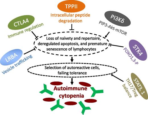Newly identified and potentially targetable mechanisms of immune cytopenias in PIDs. In this issue of Blood, Stepensky et al characterize the immune phenotype underlying a novel PID with early-onset Evans syndrome due to loss of a central cytoplasmic peptidase, TPPII.1 Stepensky et al show that a stress-induced immunosenescence program is induced in T and B lymphocytes of human subjects with TPPII deficiency. This is also observed in other cell types, including fibroblasts, as well as in TPPII-deficient mice.1 Together with a reduction of the antigen receptor diversity, loss of naive lymphocytes, reduced lymphocyte proliferative capacity, and deregulated apoptosis, this leads to an accumulation of autoreactive cells causing autoimmunity that largely resembles other newly described PIDs with cytopenia, such as LRBA deficiency, CTLA4 deficiency, PI(3)K hyperactivity, and loss of STK4,4-7 as indicated. Of note, an immunosenescence-like abnormal differentiation of T cells has also been identified recently in one of the examples par excellence of autoimmune cytopenias, namely, ALPS-Fas.8 Many of these newly defined pathomechanisms of autoimmunity in PIDs will enable the use of existing drugs or the development of new targeted drugs. This may include complementation of CTLA4 deficiency for immune regulation, interfering with the Akt/mTOR pathway, or pharmacologically influencing the transcriptional programs and cytokine networks (eg, interleukin-6) behind the TH17-Treg balance (as in the case of lost peripheral regulatory T cells due to STAT3 gain of function).9