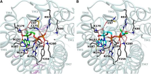 Figure 5. Binding site of the human P2Y12R. Comparison of the crystallographic pose of 2MeSADP (green carbons) (A) and the docking pose of PSB-0413 (cyan carbons) (B) at the WT agonist-bound P2Y12R crystal structure. Side chains of some amino acids important for ligand recognition are highlighted (gray carbon sticks). H-bonding and ionic interactions are pictured as red dotted lines. Nonpolar hydrogen atoms are not displayed. In panel A, ribbon regions corresponding to residues whose mutation is associated with a receptor dysfunction previously reported in patients are highlighted in pink and labeled with pink letters as follows: A, Lys174; B, Arg256, Pro258; and C, Arg265.