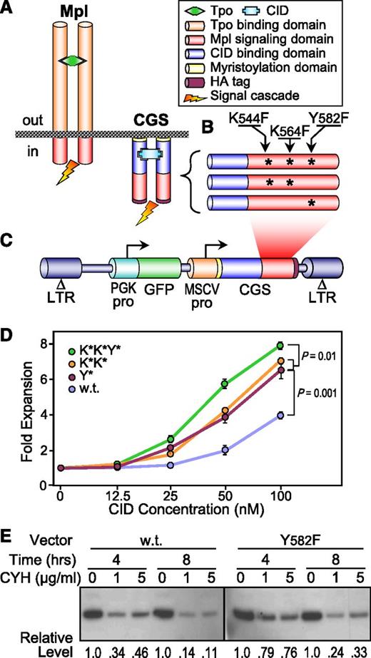 Figure 1. Derivation and validation of hyperactive CGS variants. (A) Schematic comparing the principal components of the Tpo receptor Mpl and the hybrid Mpl-based CGS receptor. Tpo and CID not to scale. (B) Schematic indicating the positions of the amino acid substitutions introduced into the Mpl signaling domain of the CGS receptor. (C) Design of the lentiviral vectors expressing the CGS variants Y* (Y582F), K*K* (K544F and K564F), and K*K*Y*. Coordinates are based on amino acid sequence of mouse Mpl. (D) Hyperactive variants improve CGS-mediated expansion of Ba/F3 cells. Murine Ba/F3 cells were transduced with lentivectors expressing the CGS containing the wt, Y*, K*K*, or K*K*Y* Mpl signaling domains. After confirming similar rates of gene transfer, cells were cultured in the indicated concentration of the CID AP1903. After 5 days, cell proliferation was assessed by the MTS assay. Data represent the mean ± SD of triplicate determinations. P values are based on the t test across all concentrations. (E) The hyperactive variant Y* improves CGS receptor stability. Ba/F3 cells transduced with the wt or Y* CID lentivectors and expanded in 100 nM CID AP20187 were treated with CYH for 4 and 8 hours, and the level of wt and Y* CID receptor proteins was compared with untreated controls (0 μg/mL CYH) by western blotting using an HA tag antibody. The relative levels of CGS protein compared with the untreated controls are shown at the bottom. ΔLTR, self-inactivating long-terminal repeat; CYH, cycloheximide; GFP, GFP reporter gene; MSCVpro, MSCV promoter; PGKpro, PGK gene promoter; SD, standard deviation.