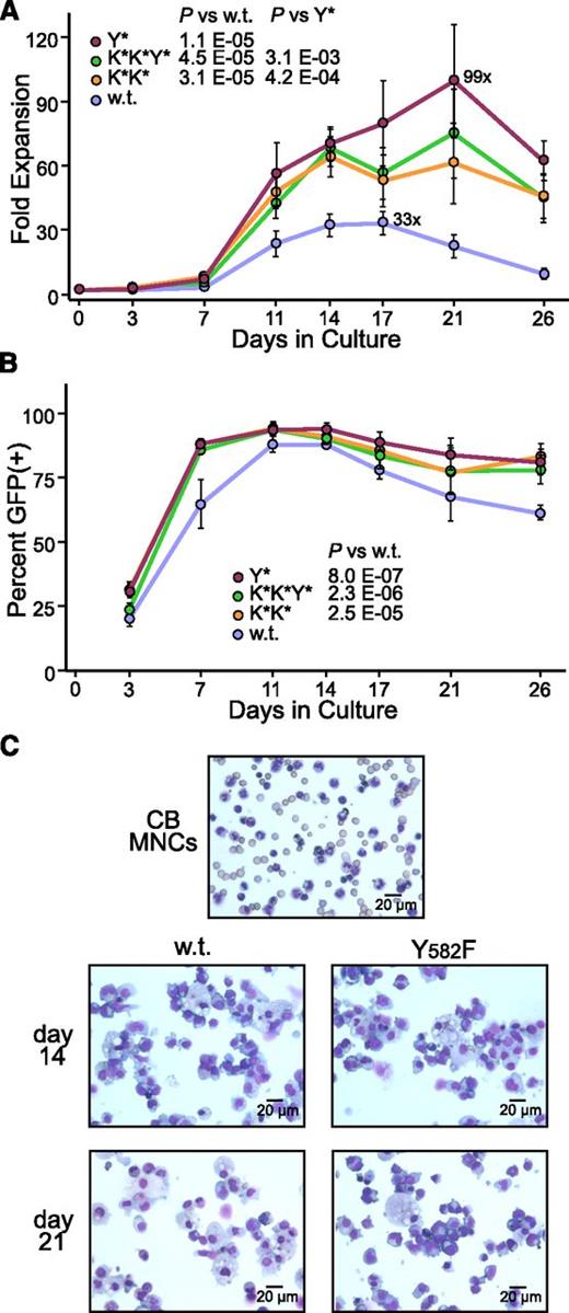 Figure 2. Hyperactive variants improve CGS-mediated expansion from cord blood CD34+ cells. (A) Expansion of total cells. Cord blood-derived CD34+ cells were transduced with lentivectors expressing the wt, Y*, K*K*, and K*K*Y* variants of the CGS and expanded in serum-containing medium supplemented with 100 nM CID AP20187 and no additional cytokines. Cell numbers were determined by hemocytometer count with media changes on the indicated days, and are reported as a fold-expansion based on the starting cell number. The maximum fold-expansion is shown for the wt and Y* samples. P values are based on the t test across all time points. P = .16 for K*K* vs K*K*Y*. (B) Expansion of transduced cells. The percent of cells expressing vector GFP was also determined on the indicated days by flow cytometry as a means of determining the degree of expansion for the vector-transduced cells. Data represent the mean ± standard error from 4 independent experiments. P values are based on the t test across all time points. (C) Morphology of expanded cells. Representative Wright-Giemsa–stained cytospins are shown for the original cord blood mononuclear cells (CB MNC) used to prepare the CD34+ cells, and from day 14 and day 21 cultures expanded with the wt and Y* CGS vectors.