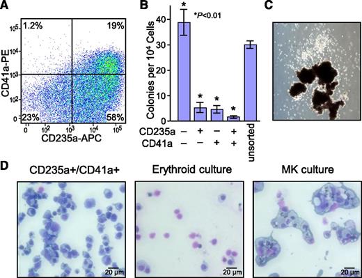 Figure 4. Differentiation potential of bipotent CD235a+/CD41a+ PEM. (A) Representative flow cytometric histogram demonstrating the CD235a+/CD41a+ immunofluorescent staining pattern of cord blood CD34+ cells transduced with the Y* CGS lentiviral vector and expanded for 14 days in 100 nM AP20187. Gates were set based on staining controls. The percent of cells in each quadrant are indicated. (B) Relative progenitor content of CD235a/CD41a subpopulations. Cells were sorted from day 14 to 21 cord blood CD34+ cultures expanded with the Y* CGS lentiviral vector based on presence or absence of CD235a and CD41a expression, and plated in methylcellulose cultures supplemented with a broad cytokine cocktail. Data represent the mean ± SD from 3 independent experiments. P values are based on the t test vs the unsorted control. (C) Example of a mixed progenitor colony generated from sorted CD235a+/CD41a+ PEM, showing the presence of both erythroid bursts (dark globules at bottom) and nonerythroid cells (white colony at top). (D) Differentiation potential of PEM. CD235a+/CD41a+ PEM were sorted from day 14 cord blood CD34+ Y* CGS expansion cultures and transferred to media supporting either erythroid (Epo + SCF) or megakaryocytic (TPO, IL-6, IL-9, SCF) differentiation. After 6 days, the cells were collected, prepared as cytospins, and stained by Wright-Giemsa. Left, sorted cells before secondary culture characterized morphologically as erythroid precursors; middle, representative of erythroid cultures characterized morphologically as enucleated red blood cells and a few pre-erythrocytes; and right, representative of megakaryocyte cultures characterized morphologically as megakaryocytes exhibiting mono- and polylobular nuclei and surrounded by a halo of platelets, and confirmed as CD41a+/CD42b+ by immunofluorescent staining and flow cytometry.