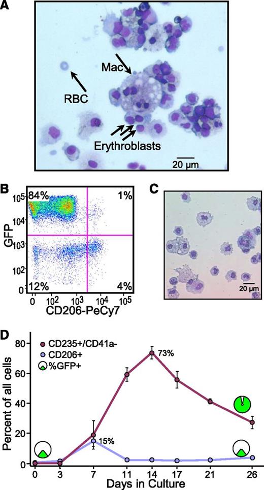 Figure 6. Macrophages are passengers in CGS expansion cultures. (A) Cytopathology evidence for macrophages. Cytospins were prepared from day 14 cord blood CD34+ Y* CGS expansion cultures and stained by Wright-Giemsa. The representative slide shows the presence of morphologically distinct macrophage (Mac) and their tight physical association with developing erythroblasts reminiscent of erythroid islands. The presence of an enucleated RBC is also indicated. (B) Immunophenotyping evidence for macrophages. Cells from day 14 cord blood CD34+ Y* CGS expansion cultures were stained for the activated macrophage cell surface marker CD206 and analyzed by flow cytometry. The representative histogram shows the presence of 5% CD206+ cells, and that only 20% of these also express viral vector GFP. Gates were set based on staining controls. The percentage of cells in each quadrant is indicated. (C) Cytopathology of CD206+ cells. Cells expressing CD206 were sorted and analyzed by cytospin and Wright-Giemsa staining. The representative slide shows a preponderance of large macrophages with large foamy cytoplasm and blue nuclei. (D) Contribution of macrophages to expansion cultures. The relative frequency of CD235a+/CD41a− erythroid cells and activated CD206+ macrophages were tracked over time in cord blood CD34+ cultures expanded with the Y* CGS by immunofluorescent staining and flow cytometry. The relative frequency of cells expressing vector GFP is shown for the 2 populations early and late in culture. Data represent the mean ± SE from 3 independent experiments. P values are based on the t test across all time points.