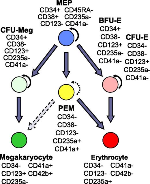 Figure 7. PEM population in the hierarchy of human hematopoiesis. The schema indicates the proposed placement of PEM in the erythrocyte-megakaryocyte differentiation arm of human hematopoiesis. The expression patterns of key CD antigens are shown for principal cell populations. Curved arrow, self-renewal capacity; straight arrow, differentiation path; broken arrows, minimal self-renewal or differentiation potential. References for progenitor-specific markers: MEP33-35,40,41; CFU-Meg30,33-35,41,42; CFU-E/BFU-E.33-35,41,43-45 CD, cluster of differentiation.