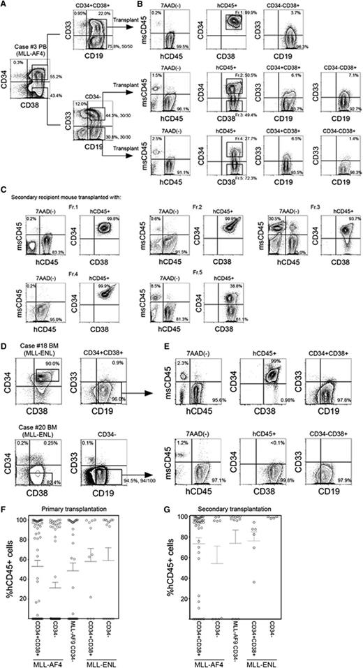 Figure 2. In vivo leukemia initiation by CD34+CD38+CD19+ and CD34−CD19+ cells with MLL translocations. (A-C) Representative flow cytometry plots showing identification of LIC populations in MLL-AF4 case 3. (A) Using sort gates indicated by rectangles, 1000 CD34+CD38+CD19+, CD34−CD19+CD33+, and CD34−CD19+CD33− cells were FACS purified and transplanted into newborn NSG recipients. (B) Leukemia initiation was confirmed by the presence of engrafted human CD45+ cells in the BM of recipients. Expression of CD34, CD38, CD19, and CD33 was analyzed in the engrafted human CD45+ cells. Five cell fractions (indicated by rectangles labeled Fr. 1-Fr. 5) were isolated and transplanted into secondary recipients. (C) Engraftment of human CD45+ cells and expression patterns of CD34 and CD38 in the secondary NSG recipients. (D) Representative flow cytometry plots showing identification of LIC populations in 2 MLL-ENL cases: one with dominant CD34+ cell population (case 18) and another with dominant CD34− cell population (case 20). Using sort gates indicated by rectangles, CD34−CD19+ or CD34+CD38+CD19+ cells were FACS purified and transplanted into NSG recipients. (E) Leukemia initiation was confirmed by the presence of engrafted human CD45+ cells. Expression of CD34, CD38, CD19, and CD33 in engrafted human CD45+ cells are shown. In A-E, frequencies of each population is indicated and the number of MLL translocation-positive cells out of total number of cells examined are shown as fractions beside sort gates. (F,G) Engraftment levels of human CD45+ cells in (F) primary and (G) secondary recipient BM. Primary transplantation: MLL-AF4 CD34+CD38+ recipients, n = 54; CD34-CD19+ recipients, n = 60, from 11 patients; MLL-AF9 CD34−19+ recipients, n = 35 from 6 patients; MLL-ENL CD34+CD38+ recipients, n = 11; CD34−CD19+ recipients, n = 15, from 4 patients. Secondary transplantation: MLL-AF4 CD34+CD38+ recipients, n = 38; CD34−CD19+ recipients, n = 14, from 6 patients; MLL-AF9 CD34−19+ recipients, n = 12, from 4 patients; MLL-ENL CD34+CD38+ recipients, n = 6, from 2 patients; CD34−CD19+ recipients, n = 4, from 2 patients.