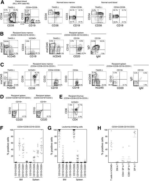 Figure 3. CD34+CD38−CD19−CD33− cells in MLL ALL are enriched for normal hematopoietic stem/progenitor cells. (A-E) Representative flow cytometry plots showing the identification of HSC/HPC population in MLL-AF4 case 3. (A) Within the CD34+CD38− population, CD34+CD38−CD19−CD33−, CD34+CD38−CD19+CD33−, and CD34+CD38−CD19−CD33+ cells were sorted according to rectangular gates indicated and analyzed for MLL rearrangement by FISH. Numbers of MLL translocation-positive cells in total number of cells examined are shown as fractions. Sorted CD34+CD38−CD19−CD33− cells were transplanted into NSG recipients. In normal human BM and CB almost all CD34+CD38− cells do not express CD19. (B) Differentiation and maturation of human CD45+CD19+ B cells engrafted in recipient spleen examined through the expression of human CD10, CD20, IgM, and IgD. (C) BM and spleen of CD34+CD38−CD19−CD33+ cells were analyzed for human CD45+ cell engraftment and expression of CD34, CD38, CD19, CD33, CD10, CD20, IgD, and IgM. (D) Human CD10 and CD20 were not expressed by human CD19+ leukemia cells in the spleen of recipients transplanted with CD34+CD38+CD19+CD33− and CD34−CD19+CD33− cells. (E) Thymic repopulation by the CD34+CD38−CD19−CD33− cells indicated by the engraftment of CD4+CD8+ DP cells, CD4 SP cells, and CD8 SP cells. (F,G) B-cell maturation in the BM and spleen of recipients transplanted with (F) CD34+CD38−CD19−CD33− cells (MLL-AF4, n = 5; MLL-AF9, n = 7; MLL-ENL, n = 2) and those transplanted with (G) CD34+CD38+CD19+ or CD34−CD19+ LICs (MLL-AF4, n = 39; MLL-AF9, n = 16; MLL-ENL, n = 7) is summarized. (H) Frequencies of human CD3+ T cells within human CD45+ cells and the frequencies of double negative, DP, and single positive cells within human CD45+CD3+ cells in CD34+CD38−CD19−CD33− recipient thymus are summarized (MLL-AF4, n = 3; MLL-AF9, n = 2; MLL-ENL, n = 1).