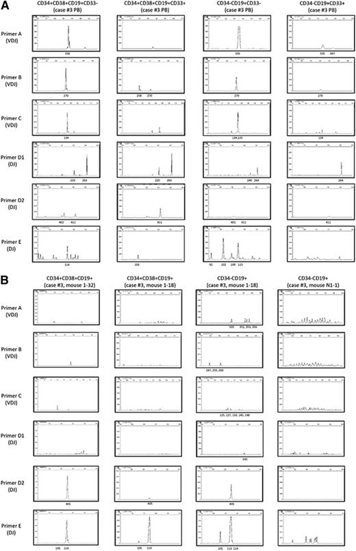 Figure 4. IGH rearrangement analysis shows oligoclonal expansion from LICs and polyclonal expansion from CD34+CD38−CD19−CD33− cells. (A) In MLL-AF4 case 3, PCR for IGH rearrangements showed the presence of a dominant clone present in CD34+ and CD34− cells, regardless of CD33 expression. (B) IGH rearrangement patterns of 4 engrafted cell populations from recipients of CD34+CD38−CD19−CD33+ LICs (left column of panels), CD34−CD19+ LICs (second and third columns of panels), and CD34+CD38−CD19−CD33− cells (right column of panels) isolated from MLL-AF4 case 3. Shared dominant clones were detected in (left) CD34+CD38+CD19+ cells from recipient 1-32 engrafted with CD34+CD38−CD19−CD33+ LICs, and (second from left) CD34+ and (third from left) CD34− cells from recipient 1-18 engrafted with CD34−CD19+ LICs. In contrast, CD19+CD33− B cells in recipient N1-1 engrafted with CD34+CD38−CD19−CD33− cells from MLL-AF4 case 3 (right column) show polyclonal pattern of IGH rearrangement.