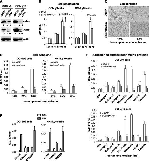 Figure 2. Cellular adhesion is reduced upon c-Jun knockdown. (A) Efficiency of c-Jun and JunB knockdown in ABC-DLBCL cell lines using specific shRNAs. Cell lysates were prepared from the indicated cell lines and subjected to SDS-PAGE followed by western blotting using the indicated antibodies. The densitometric analysis was performed by using ImageJ software. (B) Proliferation assay. Cells were cultured in 96-well plates and 3-(4,5-dimethylthiazol-2-yl)-2,5-dimethyltetrazolium bromide (MTT) was added to the cells 4 hours before lysis in isopropanol with 1% hydrochloric acid. The plate was read with a microplate spectrometer using a 570-nm filter. Results are presented as the mean + standard deviation (SD) of triplicate cultures. Statistical significance was evaluated by the Student t test. (C) Loss of cellular aggregation and adhesion upon Jun knockdown. OCI-Ly10 cells were cultured in Iscove modified Dulbecco medium (IMDM) medium with different concentrations of human plasma for 24 hours. The images were taken with the Olympus IX70 inverted fluorescence microscope (×20). (D) The cells attached to the bottom of the culture dish (16 hours) were quantified by using colorimetric detection. Results are shown as the mean + SD of triplicate cultures. (E) Adhesion of lymphoma cell lines to the indicated ECM proteins (4 hours) was determined by using the ECM Cell Adhesion Array Kit (Millipore). Results are shown as the mean ± SD of triplicate cultures. (F) Cell treatment with peptides containing the RGD or RGE sequence (30 minutes) was followed with the cell adhesion assay. OD, optical density; FNK, fibronectin; RGD, Arg-Gly-Asp motif.