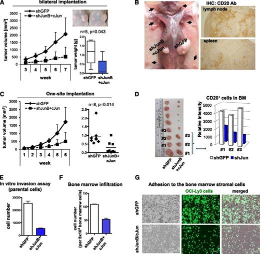 Figure 3. Knockdown of c-Jun and JunB reduces tumor size in a xenograft model of DLBCL and lymphoma cell invasiveness. (A) Xenograft model of DLBCL. Nude mice (n = 5) were inoculated with OCI-Ly3 cells (5 × 106) stably expressing shGFP (right site) and shJunB/c-Jun (left site). Tumors were measured weekly with calipers, and tumor weight was determined at week 7. (B) Enlarged lymph nodes in nude mice inoculated subcutaneously with OCI-Ly3 cells expressing the indicated shRNAs. Lymphoma cells were identified by immunostaining (IHC) with human CD20 antibody (Ab; brown). Pictures were taken with the Olympus IX70 inverted fluorescence microscope (×40). (C) Subcutaneous tumors in nude mice. Control cells or cells with silenced JunB/c-Jun were injected into experimental mice (n = 8 per group), and tumor growth was monitored as described in (A). (D) Bones (femurs and tibias) were collected from experimental mice, and bone marrow infiltration by CD20+ cells was quantified by using the Automated Cellular Imaging System (ACIS III, Dako). Results are presented as relative intensity level in mice that developed tumors of comparable size (labeled as #1, #2, and #3). (E) In vitro invasion assay was performed by using transwell inserts coated with Matrigel. Results are presented as mean + SD of triplicate cultures. (F) Lymphoma cell lines were labeled with CMFDA (CellTracker Green, Molecular Probes) for 30 minutes and injected into the recipient mice (106 cells per mouse). Bone marrow infiltration was determined by flow cytometry 16 hours later. Results are presented as mean + SD of duplicates. (G) Lymphoma cell adhesion to bone marrow stroma. Freshly isolated bone marrow stromal cells were seeded in 6-well plates. OCI-Ly3 cells stably expressing shGFP (control) or shJunB plus c-Jun were labeled with 5-chloromethylfluorescein diacetate (CellTracker Green) for 30 minutes and cocultured with a monolayer of stromal cells for 3 hours. The pictures were taken after 3 washes with warm PBS.
