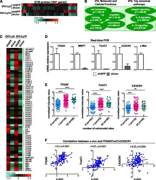 Figure 6. Effect of Jun knockdown on gene expression in DLBCL cell lines. (A) Genes downregulated in lymphoma cells upon Jun knockdown. Microarray analysis was performed with OCI-Ly3 and OCI-Ly10 cells stably expressing shGFP (control) or shJunB/c-Jun. Heatmap was generated by using GeneSpringGX12 software. (B) Ingenuity Pathway Analysis (IPA) software was used with microarray data obtained in (A). (C) Heatmap of selected genes that were downregulated in lymphoma cell lines upon Jun knockdown. (D) Loss of ITGAV, MMP7, FoxC1, CX3CR1, and Met mRNA expression upon c-Jun/JunB knockdown was quantified by real-time PCR. qPCR was performed in triplicate using Power SYBR Green PCR Master Mix. The amounts of transcript were normalized to glyceraldehyde-3-phosphate dehydrogenase. Melt curves were run to ensure amplification of a single product. Results are presented as mean + SD of triplicates. (E) Expression of ITGAV, FoxC1, and CX3CR1 was stratified by number of extranodal sites. Analysis was performed on arrays available in the public repository (GSE10846). Statistical significance was evaluated by using 2-tailed Student t test. ****P < .0001; **P < .002. (F) Correlation between c-Jun and ITGAV (left), FoxC1 (middle), and CX3CR1 (right) expression in DLBCL cases with secondary extranodal involvement.
