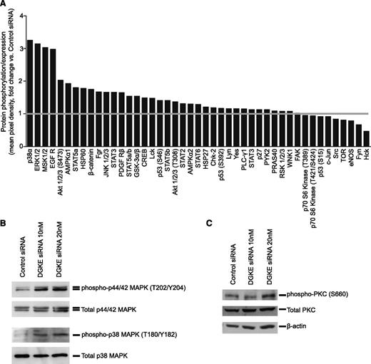 Figure 4. DGKE knockdown induces activation of p38- and p44/42-MAP kinases in ECs. (A) HUVECs were transfected with control or DGKE siRNAs (20 nM) and after 48 hours, a phosphokinase protein array was performed on cell lysates to analyze the relative expression of 46 individual kinases or some of their target proteins. The bar graph illustrates the fold change in pixel density for each protein of the array in DGKE siRNA–transfected cells vs control cells. (B) The expression of phospho-p44/42-MAPK (T202/Y204), total p44/42-MAPK, phospho-p38-MAPK (T180/Y182), and total p38-MAPK, as well as (C) phospho-PKC (S660), total PKC, and β-actin was examined in control or DGKE siRNA–transfected HUVECs using western blot analyses. Representative results of 3 independent experiments are shown.