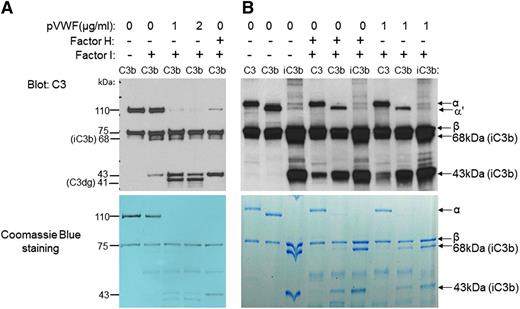 Figure 1. VWF is a cofactor for fI-mediated cleavage of C3b. (A) C3b (1 μg) was incubated with either fI (Factor I; 0.5 μg) and fH (Factor H; 1 μg) or with fI and different concentrations of pVWF (1 or 2 μg/mL). After western blotting with anti-C3 antibody (upper panel), α′ and β chains of C3b (110 and 75 kDa) and iC3b (68 and 43 kDa) were detected by their molecular weight. The 68- and 43-kDa bands were the products of cleavage of the α′ chain of C3b by fI. C3dg (41 kDa) is the result of cleavage of the 68-kDa band of iC3b by fI. Lower panel shows Coomassie blue staining of the same polyacrylamide gel. (B) To identify whether VWF changes the substrate specificity of fI, C3 (1 μg), C3b (1 μg), or iC3b (1 μg) was incubated with VWF and fI. Immunoblotting by using anti-C3 antibody (upper panel) showed that similar to the fI/fH-mediated cleavage, fI/VWF cleaves mainly C3b. α and β chains of C3 (120 and 75 kDa), α′ and β chains of C3b (110 and 75 kDa), and iC3b (68 and 43 kDa) were detected by their molecular weights. Lower panel shows Coomassie blue staining of the same polyacrylamide gel (n = 3).