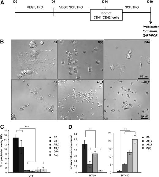 Figure 2. Defect in proplatelet formation by MK cells derived from FPD/AML iPSC lines. (A) Schema of protocol used for MK differentiation. iPSC lines were seeded on OP9 cells with vascular endothelial growth factor (VEGF) and thrombopoietin (TPO) at day 0. After 7 days, stem cell factor (SCF) was added to the culture medium. MK (CD41+CD42+) cells were sorted at day 14 and further cultured in the presence of TPO and SCF. Analysis of proplatelet formation and qRT-PCR were performed at day 19. (B) Representative microscopic images representing control and patient proplatelet-forming MKs. (C) The percentage of proplatelet-forming MKs was estimated by counting MKs exhibiting 1 or more cytoplasmic processes with areas of constriction. A total of 200 cells per well was counted. The histograms show 1 representative experiment of 5, each in triplicate. Error bars represent ± SD of triplicate. (D) qRT-PCR analysis of MYL9 and MYH10 expression level in MKs. The histograms show 1 representative experiment of 4 for MYL9 and 5 for MYH10, each in triplicate. Data are normalized to PPIA and L32 transcript level, and expression is compared with control C3. Similar results were obtained but only results normalized to PPIA are shown. Error bars represent ± SD of triplicate. **P < .01; ***P < .001; Student t test.