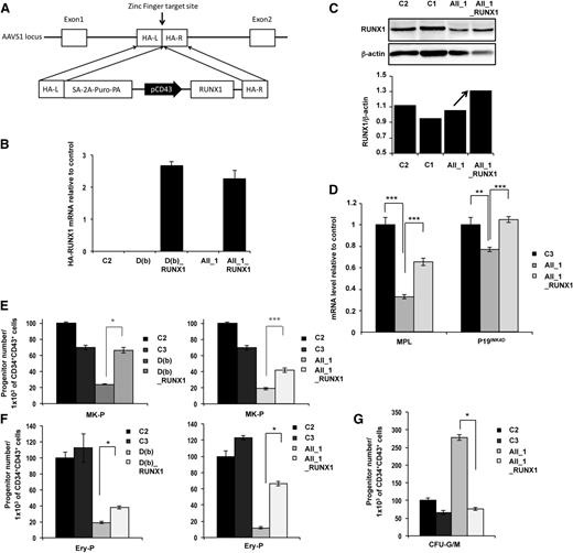 Figure 4. Genetic rescue by RUNX1 WT overexpression in FPD/AML iPSC lines. AII_1 represents iPSC clones of 1 patient from pedigree A; D(b) represents 1 clone of 1 patient from pedigree D; AII_1_RUNX1 and D(b)_RUNX1 are the iPSC clones overexpressing WT RUNX1; and C1, C2, and C3 are control iPSCs. (A) Gene correction strategy. The constitutively active AAVS1 “safe harbor” locus is shown on the top line and the targeting construct is shown below. Complementary DNA (cDNA) expression cassette driving expression of WT RUNX1 cDNA under the leukosialin promoter (pCD43) was inserted by zinc finger-mediated homologous recombination into intron 1 of AAVS1. HA: homologous arms left (L) and right (R); SA-2A-Puro-PA: puromycin drug resistance cassette. (B) Overexpression of HA-RUNX1 measured by qRT-PCR using forward primer in HA epitope and reverse primer in RUNX1 cDNA. Error bars represent 95% confidence intervals (CIs). (C) Western blot analysis of total (endogenous and overexpressed) RUNX1. (D) qRT-PCR analysis of MPL and P19INK4D expression level in MKs (CD41+CD42+) sorted at day 14. Data are normalized to PPIA transcript level, and expression is compared with control C3 (n = 3). (E-G) Cell numbers were normalized in all experiments to those produced by the C2 clone. (E-F) CD34+CD43+ cells were sorted at day 11 and tested for their colony-forming potential. (E) Assessment of MK progenitors in fibrin clot cultures (n = 3) (F) Assessment of erythroid progenitors in methylcellulose culture (n = 3) (G) CD34+CD43+ cells of pedigree A were sorted at day 14 and tested for their CFU-GM colony-forming potential in methylcellulose assay (n = 3). (D-G) Error bars represent ± SD of triplicate. *P < .05; **P < .01; ***P < .001; Student t test.