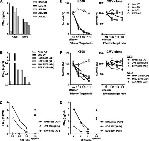 Figure 3. CD79b-specific T-cell clones recognize malignant B-cell lines and primary B-cell malignancies. (A) T-cell clones K308 and S100 recognizing CD79b173 and CD79b20 peptides in the context of HLA-A2, respectively, were stimulated with 3 HLA-A2–positive ALL cell lines ALL-BV, ALL-CM, and ALL-RL at an S:R ratio of 10:1. Controls included CD79b-negative K562-A2 cells and CD79b-positive LCL-JY. (B) T-cell clone S100 was stimulated with 4 primary HLA-A2–positive primary CLL samples at an S:R ratio 10:1. (C-D) Clone K308 was tested against primary CLL (C) and primary ALL (D) samples at the indicated S:R ratios. The HLA-A2 genotype of primary samples is indicated in parentheses. Controls included samples that were exogenously loaded with 100 nM CD79b173 peptide (3:1 + peptide). IFN-γ production was assessed using standard ELISA. (E-F) Cytotoxicity of K308 was determined for ALL cell lines and primary CLL and ALL samples. PKH26GL-labeled ALL cell lines (E) or primary CLL and ALL samples (F) were coincubated with K308 (K308) at different effector-to-target ratios for 17 hours. Living PKH26GL-labeled target cells were counted and analyzed by FACS, and the percent surviving cells was calculated (see Material and methods). Controls included a CMV-specific T-cell clone (CMV clone) recognizing irrelevant pp65-derived peptide NLVPMVATV presented in HLA-A2, and CD79b-negative K562-A2 cells. The experiment was carried out in triplicate showing mean ± standard deviation.