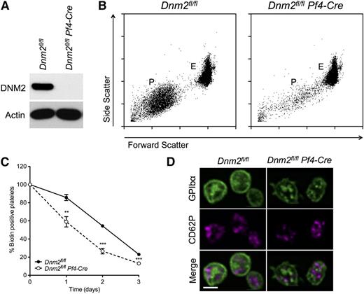 Figure 1. Macrothrombocytopenia in Dnm2fl/fl Pf4-Cre mice. (A) Dnm2fl/fl and Dnm2fl/fl Pf4-Cre platelet lysates corresponding to 2 µg of protein were subjected to SDS-PAGE and probed for DNM2 and actin as indicated. (B) Blood was collected from Dnm2fl/fl and Dnm2fl/fl Pf4-Cre mice and analyzed by flow cytometry. Results are forward/side scatter dot plots and are representative of 4 independent experiments. P indicates platelets; E, erythrocytes. (C) Endogenous platelet survival measured by in vivo biotinylation. (D) High-resolution laser fluorescence spinning disk confocal microscopy imaging of GPIbα and P-selectin (CD62P) in fixed and permeabilized platelets. Bar represents 2 µm.