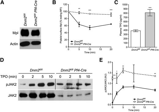 Figure 4. Impaired Mpl endocytosis in Dnm2-null platelets. (A) Dnm2fl/fl and Dnm2fl/fl Pf4-Cre platelet lysates corresponding to 2 µg of protein were subjected to SDS-PAGE and probed for Mpl and actin as indicated. (B) Dnm2fl/fl and Dnm2fl/fl Pf4-Cre platelets were incubated with 50 ng/mL of TPO for 0 to 20 minutes at 37°C, incubated with a rabbit antibody directed against the extracellular domain of Mpl or control rabbit IgG, incubated with Alexa Fluor 488-labeled goat anti-rabbit IgG antibody, and analyzed by flow cytometry. Data represent anti-Mpl minus control IgG mean fluorescence intensities and are expressed as percentage of resting values (mean ± SEM; n = 4 in each group; **P < .01; ***P < .0001). (C) Plasma TPO levels in Dnm2fl/fl and Dnm2fl/fl Pf4-Cre mice (mean ± SEM; n = 4 in each group; ***P = .0007). (D) Dnm2fl/fl and Dnm2fl/fl Pf4-Cre platelets were incubated with 50 ng/mL of TPO for 0 to 20 minutes at 37°C, lysed, subjected to SDS-PAGE, and probed for phosphorylated JAK2 (pJAK2; Tyr1007/1008) and total JAK2, as indicated. (E) Densitometry analysis of the ratio of pJAK2 to total JAK2 (mean ± SEM; n = 4 in each group; *P < .05; **P < .01; ***P < .0001).