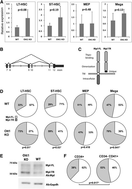 Figure 1. Ott1 regulates the ratio between full-length and truncated c-Mpl isoforms. (A) Relative c-Mpl expression determined through qPCR of total c-Mpl RNA between wild-type (WT) and Ott1 KO cells. Total RNA isolated from flow-sorted LT-HSC (Lin–c-Kit+Sca1+Cd34–), ST-HSC (Lin–c-Kit+Sca1+Cd34+) (WT, n = 4; Ott1 KO, n = 3), and Lin–c-Kit+Sca1–CD34–FcγR– (MEP, n = 4) from pIpC-treated Ott1 WT or Ott1flox/nullMx1-cre (Ott1 KO) adult bone marrow and isolated megakaryocytes (n = 3) from Ott1 WT or Ott1flox/nullSox2-cre E14.5 fetal liver cultures. Error bars represent 1 standard deviation. (B) Schematic of c-Mpl pre-mRNA splicing for Mpl-FL (solid line) and Mpl-TR (dotted line). (C) Diagram of predicted proteins generated from Mpl-FL and Mpl-TR isoforms. TM, transmembrane domain; dotted line, plasma membrane. (D) Ratio of Mpl-TR to Mpl-FL isoforms from qPCR of total RNA isolated in (A). (E) Western blot of lysates from E14.5 fetal liver megakaryocyte cultures of Ott1 WT and Ott1 KO (Ott1flox/nullSox2-cre) probed with anti-c-Mpl and anti-GAPDH. Performed in triplicate. (F) Ratio of MPL-TR (gray) to MPL-FL (white) in HSC-enriched (CD34+) and megakaryocyte-enriched (CD34–CD41+) human bone marrow populations (n = 5).