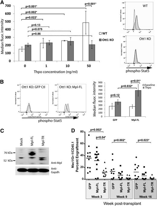 Figure 2. C-Mpl response is reduced by Ott1 loss, and Mpl-TR expression impairs HSC engraftment. (A) Phospho-Stat5 levels in HSCs post-Thpo stimulation. E14.5 fetal liver from Ott1flox/null Sox2-cre (Ott1 KO) or WT Ott1 controls at baseline (white) or 5 minutes poststimulation with 0 to 50 ng of Thpo (gray) and analyzed through flow cytometry using anti-phospho-Stat5 and surface markers for LT-HSC (LSK CD34–) (0, 50 ng/mL n = 6 Ott1 KO; n = 7 WT; 1, 10 ng/mL n = 3; error bars ± SD). Representative histograms of flow data at right showing baseline (white) and post 50 ng/mL Thpo stimulation (gray). (B) Phospho-Stat5 in LSKCD34– GFP+ HSCs pre- and post-Thpo stimulation. Median fluorescence intensity of phospho-Stat5 staining in Ott1 KO (Ott1flox/nullSox2-cre) fetal liver cells expressing either MSCV-IRES-GFP (GFP Ctl) or MSCV-Mpl-FL-IRES-GFP (Mpl-FL) retroviruses at baseline (white) or stimulated with 50 ng/mL Thpo for 5 minutes (gray). Representative histograms (left) and graph of median fluorescence intensity for experiments (n = 3, right). (C) Expression of Mpl constructs. Western blots of 293T cell lysates transfected with no vector, MSCV-HA-Mpl-FL-IRES-GFP, and MSCV-Mpl-TR-IRES-GFP using anti-Mpl antibody or anti-Gapdh antibody. (D) Engraftment of bone marrow overexpressing c-Mpl isoforms. Wild-type bone marrow infected with control GFP (n = 11), Mpl-FL-IRES- GFP (n = 12), and Mpl-TR-IRES-GFP (n = 8) expressing retroviruses was transplanted into irradiated recipients. Serial peripheral blood sampling underwent flow cytometric evaluation for GFP+/Mac1+/Gr1+ percentage of graft normalized to initial GFP+ input (bar = mean).