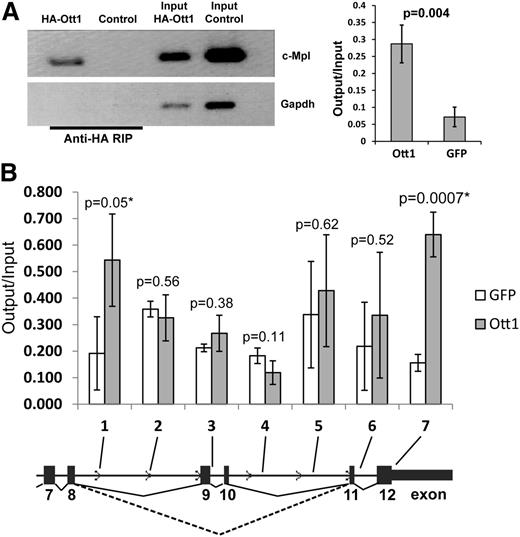 Figure 3. Ott1 binds c-Mpl RNA and chromatin. (A) RNA immunoprecipitation (RIP) from HA-Ott1 or GFP control–infected NIH3T3 cells using anti-HA antibody. RNA immunoprecipitates and input lysate RNA were reverse transcription-PCR (RT-PCR)–amplified for exon 5/6 of c-Mpl and Gapdh controls. Agarose gel of RT-PCR products from RIP and input (left panel). Ratio of output:input of qPCR of RIP and input lysate cDNA (n = 3; error bars ± SD). (B) Chromatin immunoprecipitation (ChIP) from HA-Ott1 (gray columns) or GFP control (white)-infected NIH3T3 cells using anti-HA antibody. Ratio of output:input from HA-Ott1–expressing cells compared with GFP-expressing controls using qPCR, with primers directed toward the indicated regions (n = 3; error bars, SD; dotted line, Mpl-TR splice; solid line, Mpl-FL splice).