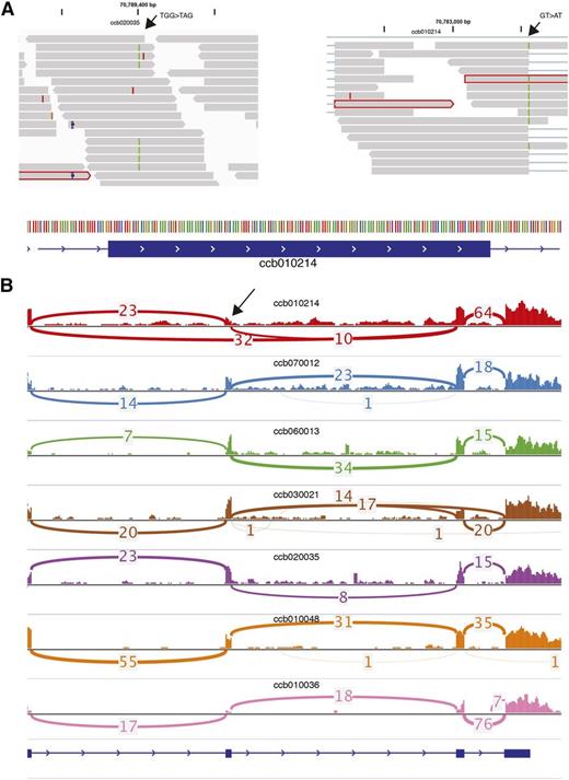 Figure 1. Protein altering and splice site mutations detected in TRAF3 using RNA-seq. (A) RNA-seq analysis of 14 cBCL tumor samples allowed detection of multiple SNVs in the TRAF3 gene. Examples of SNVs predicted (left) to cause premature truncation were detected, as well as (right) a single variant affecting a canonical splice site. (B) The splicing patterns in the terminal 4 exons of TRAF3 as detected in 7 of the RNA-seq libraries are shown. Splicing events are represented as arcs, and the number of unique reads supporting each event is shown. We observed minimal evidence for alternative splicing within TRAF3 with 2 exceptions. In the single sample with a splice acceptor site mutated (red), the affected exon appeared to be skipped in approximately half of the TRAF3 transcripts, with 32 reads supporting the skipping event and 23 reads supporting the inclusion of this exon. A second sample (brown), alternative splicing involving the same exon was observed. Neither RNA-seq nor amplicon sequencing revealed mutations affecting the canonical splice sites in this case.