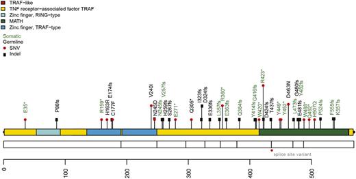 Figure 2. Somatic and germ-line TRAF3 mutations detected in canine lymphoma tumors. An overview of all nonsilent mutations affecting TRAF3 in the context of predicted protein domains. The height of each glyph indicates the frequency at which the mutation was observed in the cohort. Mutations were detected along the length of the protein with recurrent somatic SNVs introducing a premature stop at a single codon (423) in 3separate patients. Thirty-eight of the 48 detected mutations including indels and SNVs introduced a premature stop or frameshift. Details of all TRAF3 mutations found in our cBCL cohort are available in supplemental Table 6.