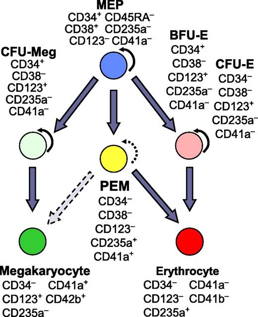 The PEM population in the hierarchy of human hematopoiesis. CFU-Meg, CFU-megakaryocyte. See Figure 7 in the article by Belay et al that begins on page 1025.