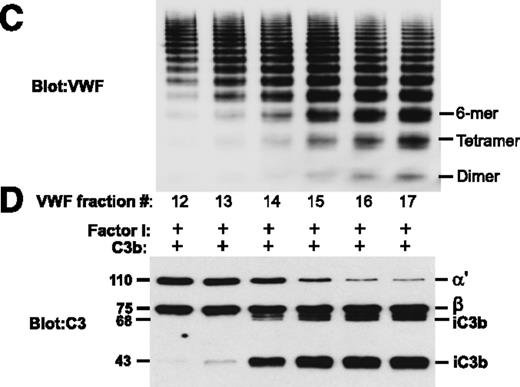 Normal plasma VWF subjected to sizing chromatography was analyzed by sodium dodecyl sulfate agarose gel electrophoresis (C). Fractions with smaller multimers (dimers, tetramers, hexamers) enhanced CFI-mediated degradation of C3b, generating inactivated C3b (iC3b) with 68-kDa and 43-kDa bands resulting from proteolysis of the 110-kDa α′ chain of C3b (D). Fractions with larger VWF multimers did not promote C3b degradation. See Figure 2 in the article by Feng et al that begins on page 1034.