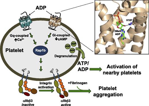 ADP simultaneously binds to 2 P2Y receptors, P2Y1 and P2Y12, leading to sustained activation of Rap1b and a conformation change of αIIbβ3 integrins from an inactive to an active form. Activated αIIbβ3 binds fibrinogen to form a platelet aggregate. Activation of the platelet also promotes degranulation, thereby releasing ATP and ADP to activate nearby platelets and amplify aggregation. (Inset) His187 in the P2Y12 receptor is hydrogen bonded to the 2′-OH of 2MeSADP, which ultimately leads to activation of P2Y12 receptor–mediated signaling pathways. The 2 brothers with a severe bleeding history detailed by Lecchi et al have a homologous His187Gln mutation that disrupts receptor activation. cAMP, cyclic adenosine 5′-monophosphate.